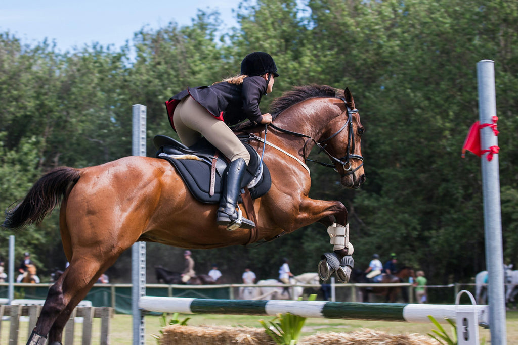 Is the Rider or the Horse More Vital in Equestrian Sports?